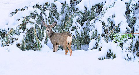 Winter Storm Atlas